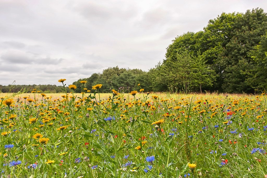 20150715_5 9.jpg - Wilde bloemen Beverbeekse Heide